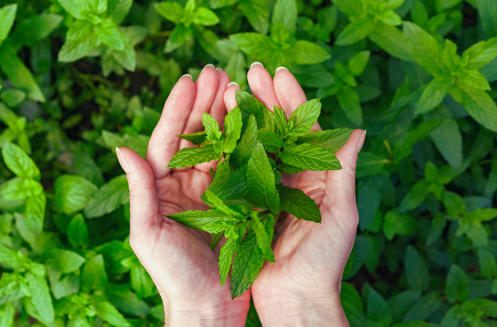 himalayan-herbs-nepa;