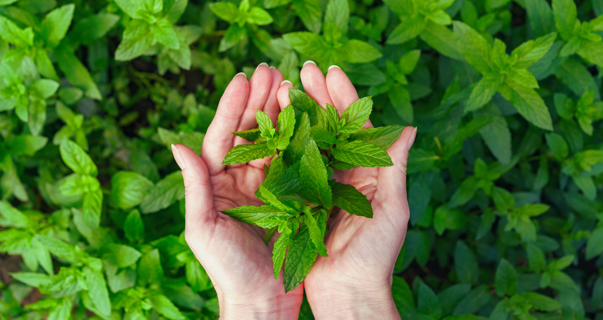 himalayan-herbs-nepa;