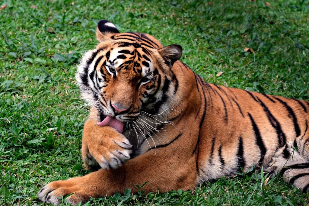 Chitwan or Bardiya: The image depicts a Bengal tiger lying on a patch of green grass. The tiger is in a relaxed pose, with its head turned to the side and its eyes closed. It is licking its paw with its tongue, seemingly cleaning itself. The tiger's fur is a vibrant orange with distinctive black stripes. Its paws are large and muscular, with sharp claws. The tiger is sitting on the green grass.