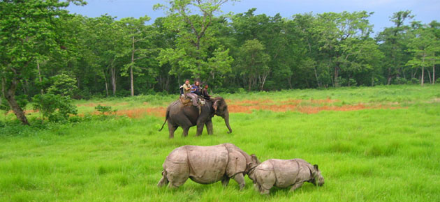 On the green land, there are many trees behind the elephant and the one-horned rhinoceros, and people are riding the elephant.