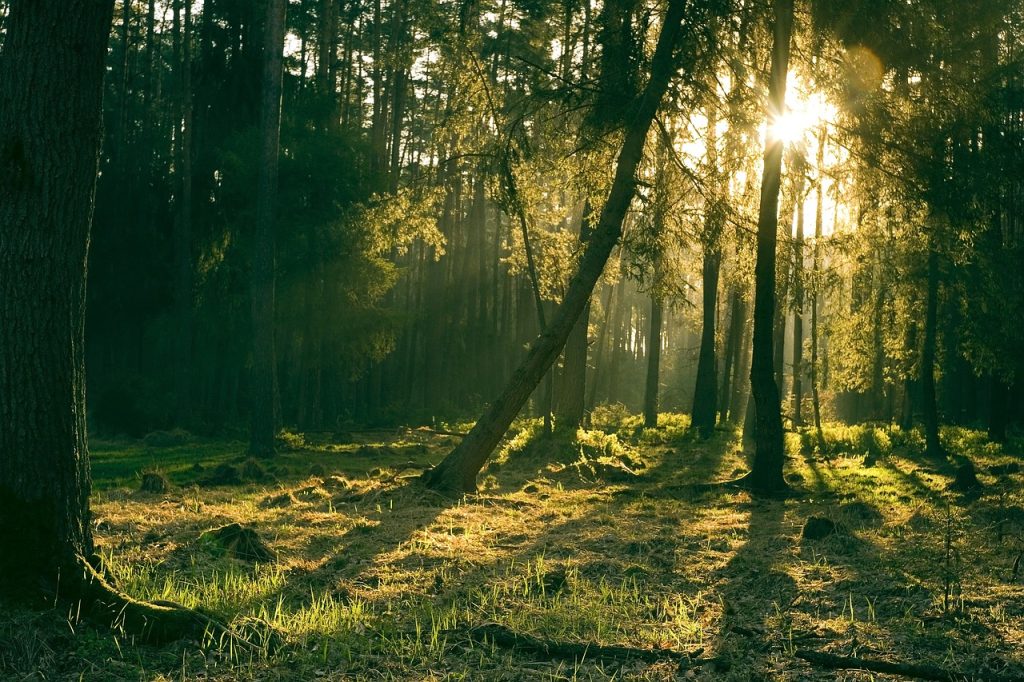 The image shows a calm forest with tall trees and lots of green leaves. Sunlight shines through the trees, making spots of light on the ground. There’s a fallen tree covered in moss, and the ground is covered in soft, green grass. The whole scene feels peaceful and beautiful.