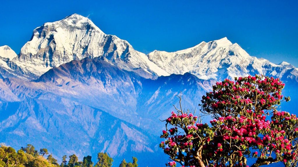 The image showcases a breathtaking Himalayan landscape featuring Annapurna I, one of the world's highest peaks. The majestic mountain is adorned with snow and glaciers, contrasting against the clear blue sky. In the foreground, a vibrant rhododendron tree blooms with pink flowers, adding a splash of color to the scene. Lush green forests and rolling hills complete the picturesque vista.