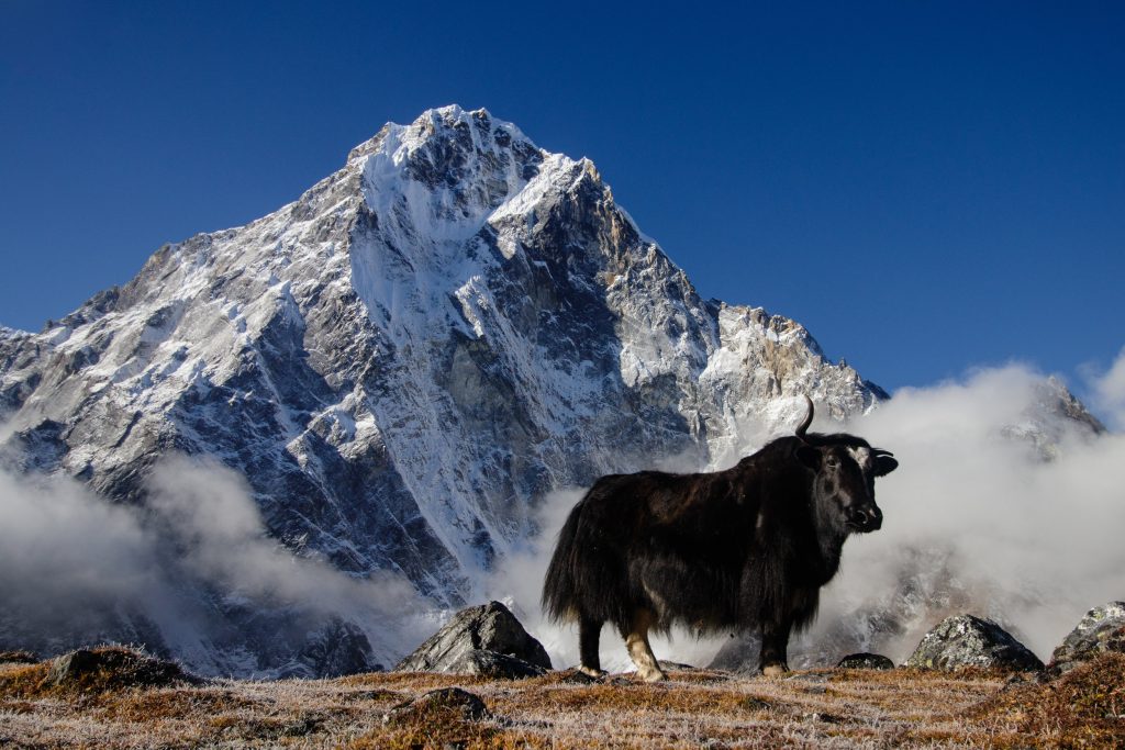 World Heritage sites to visit in Nepal: The picture shows the snow-capped Everest mountain under a blue sky. In front of the Himalayas, there is dry land with small patches of dry grass and stones. On the land, a black yak is positioned between two rocks.