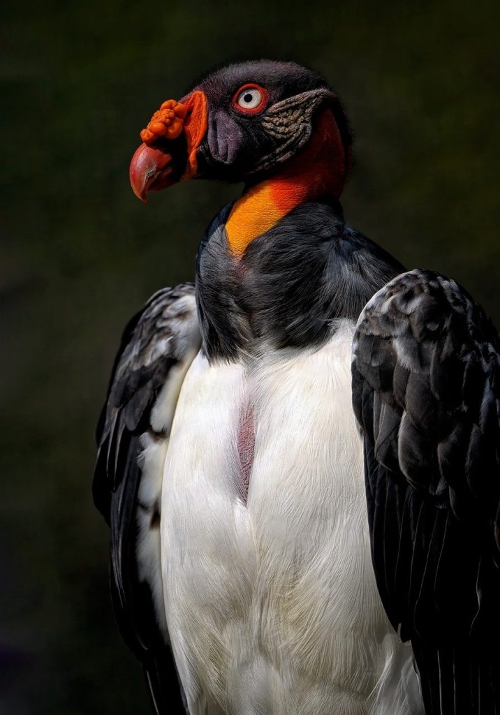 The image portrays a majestic King Vulture, a large bird of prey known for its distinctive appearance. Its head is black with a bright red wattle and a prominent, wrinkled neck. Its eyes are piercing and alert, with a ring of red around the iris. The bird's body is primarily white with black wings and a black patch on its chest. The background is dark, creating a dramatic contrast that highlights the vulture's striking features.